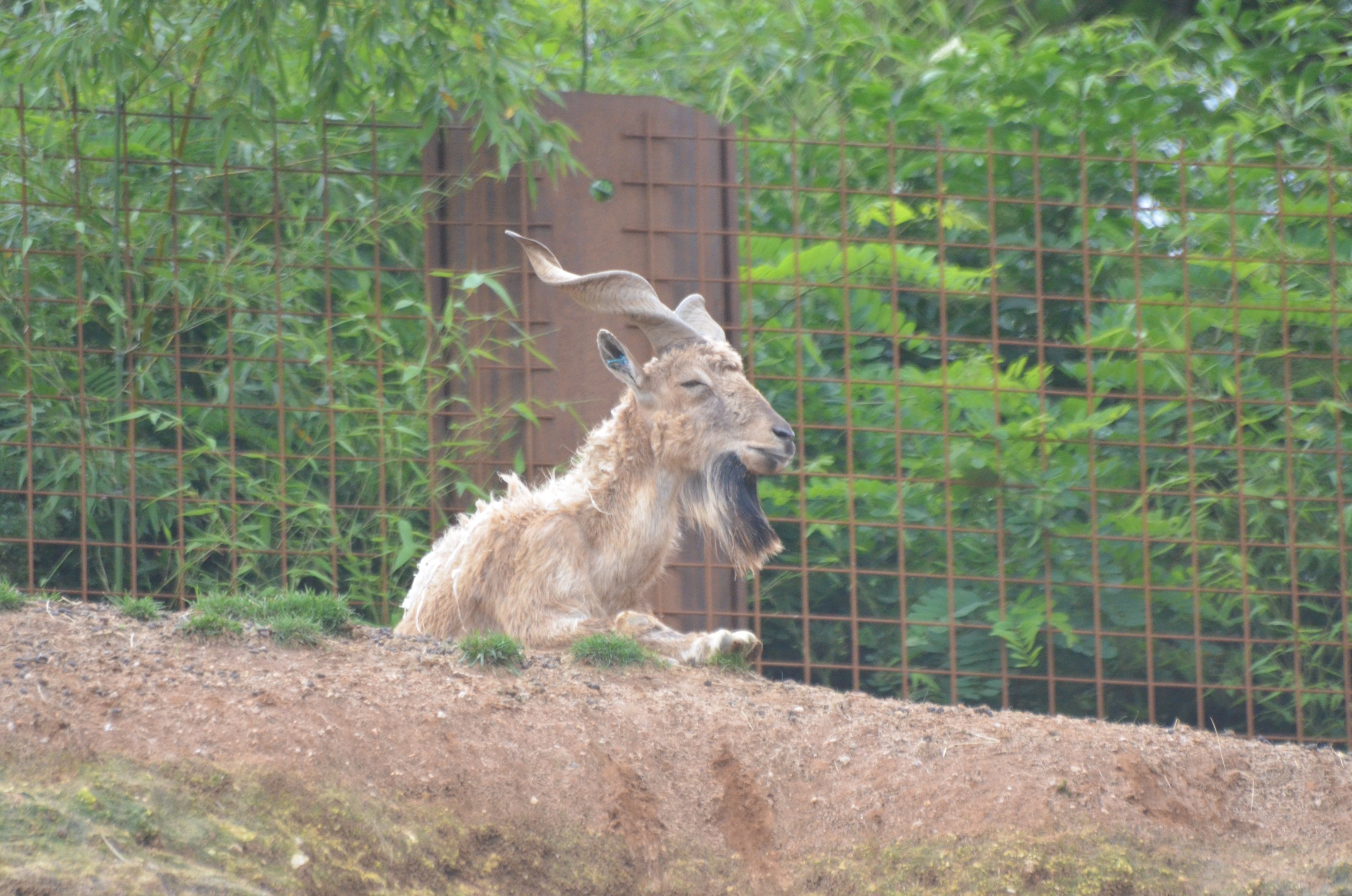 Turkmenian Markhor at Doué-la-Fontaine, 15/06/18
