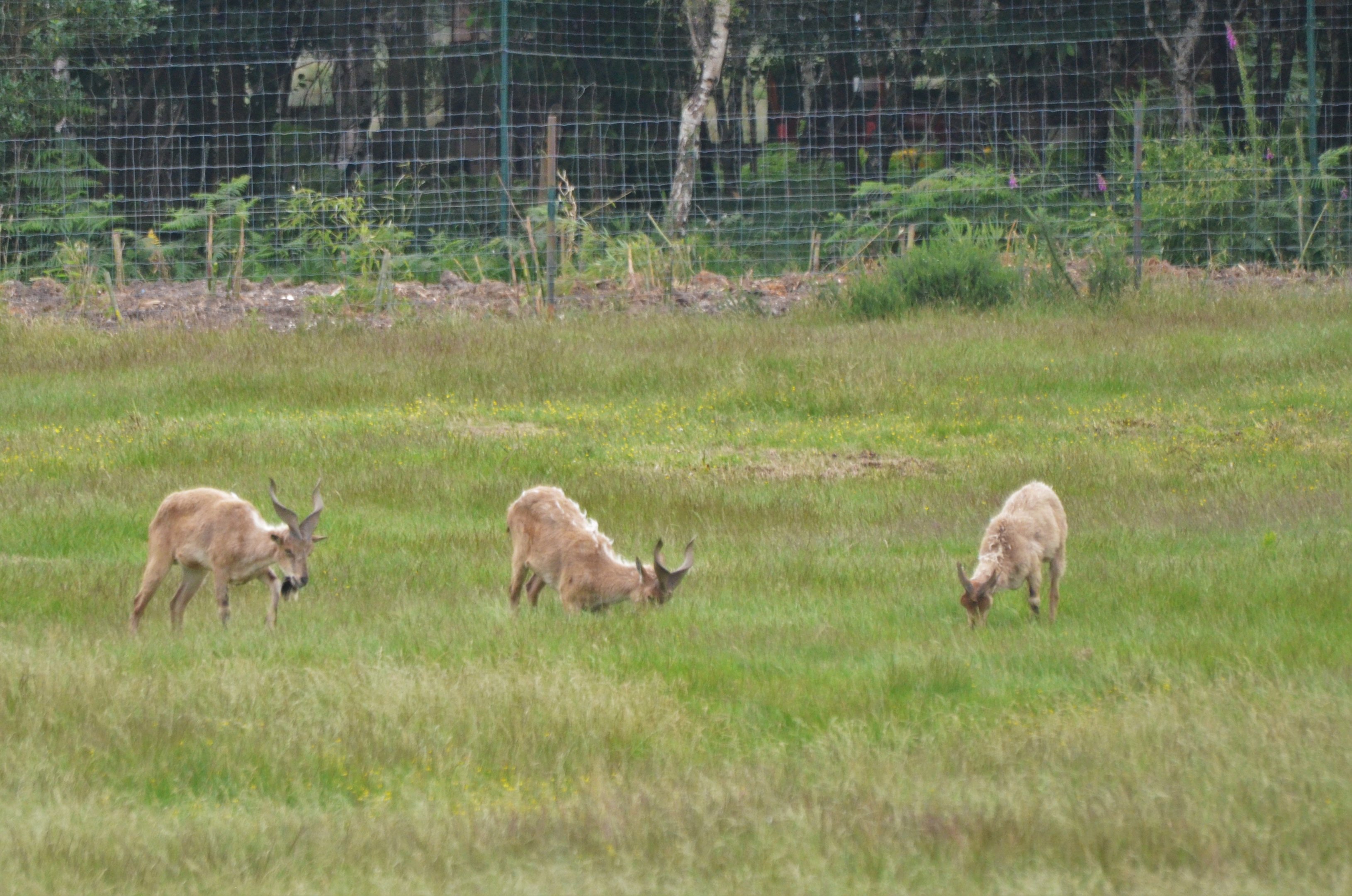 Turkmenian Markhor at Haute-Touche, 14/06/18