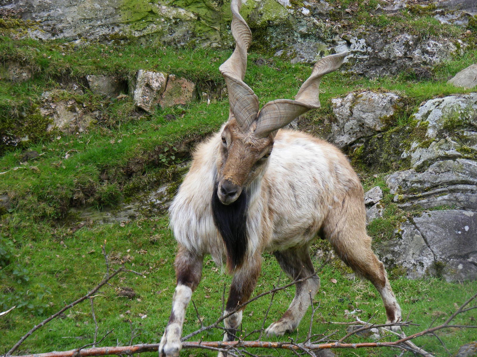 Turkmenian markhor at Highland Wildlife Park, 17 May 2010