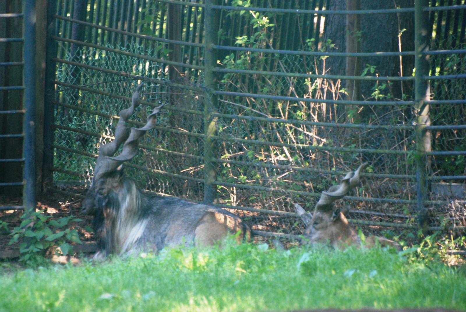 Turkmenian Markhor at Liberec, 28/08/12