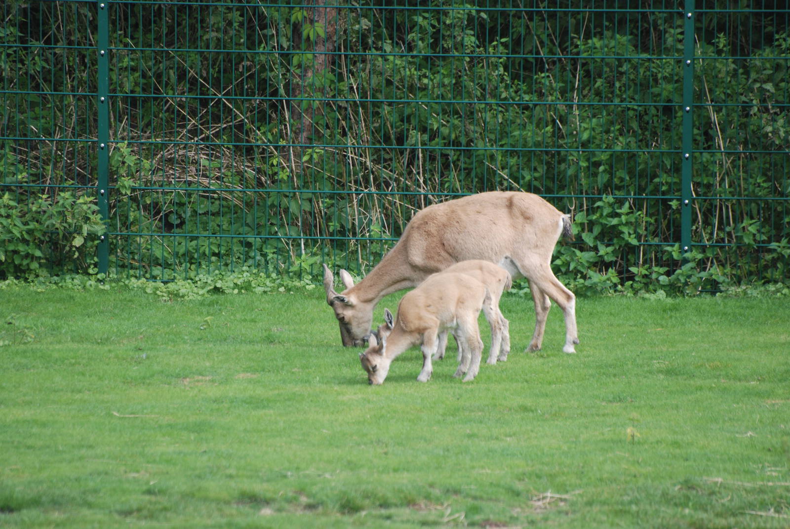 Turkmenian Markhor at Tierpark Berlin, 30/08/11