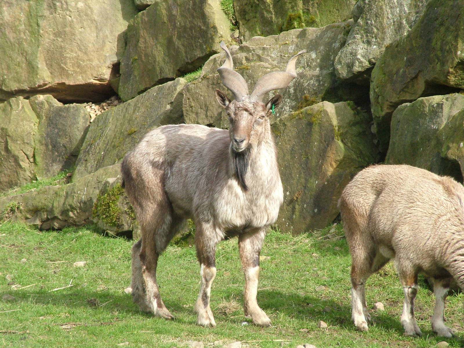 Turkmenian Markhor (Capra falconeri heptneri) at Blackpool Zoo