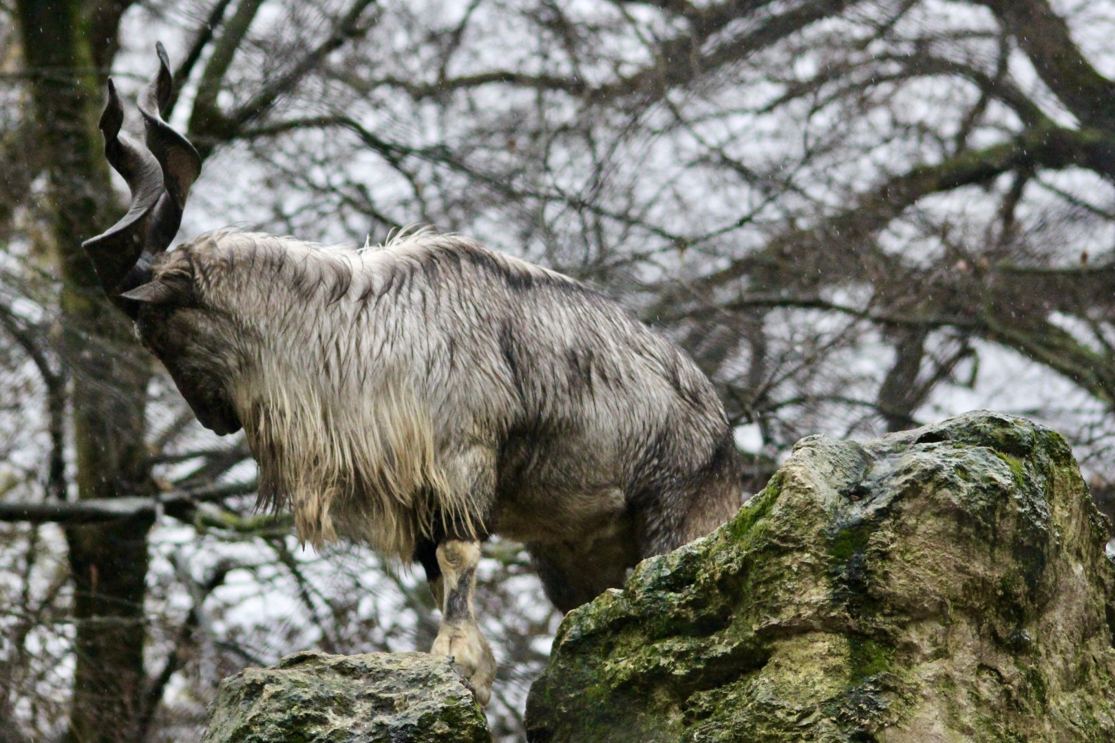 Turkmenian markhor (Capra falconeri heptneri) - January 2025