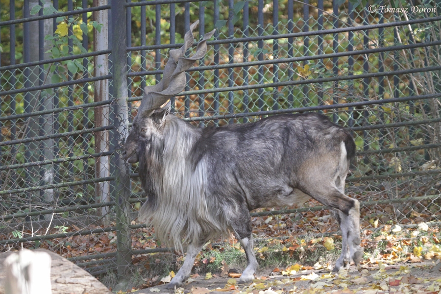 Turkmenian Markhor (Capra falconeri heptneri) - male