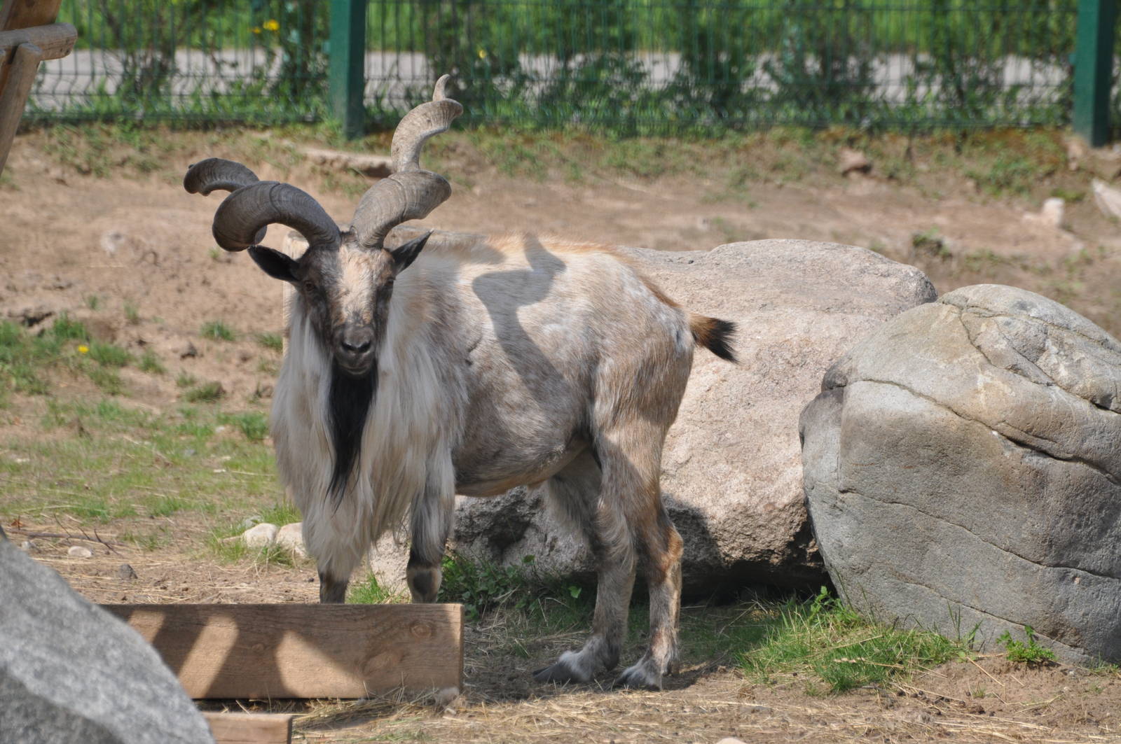 Turkmenian markhor/ Capra falconeri heptneri