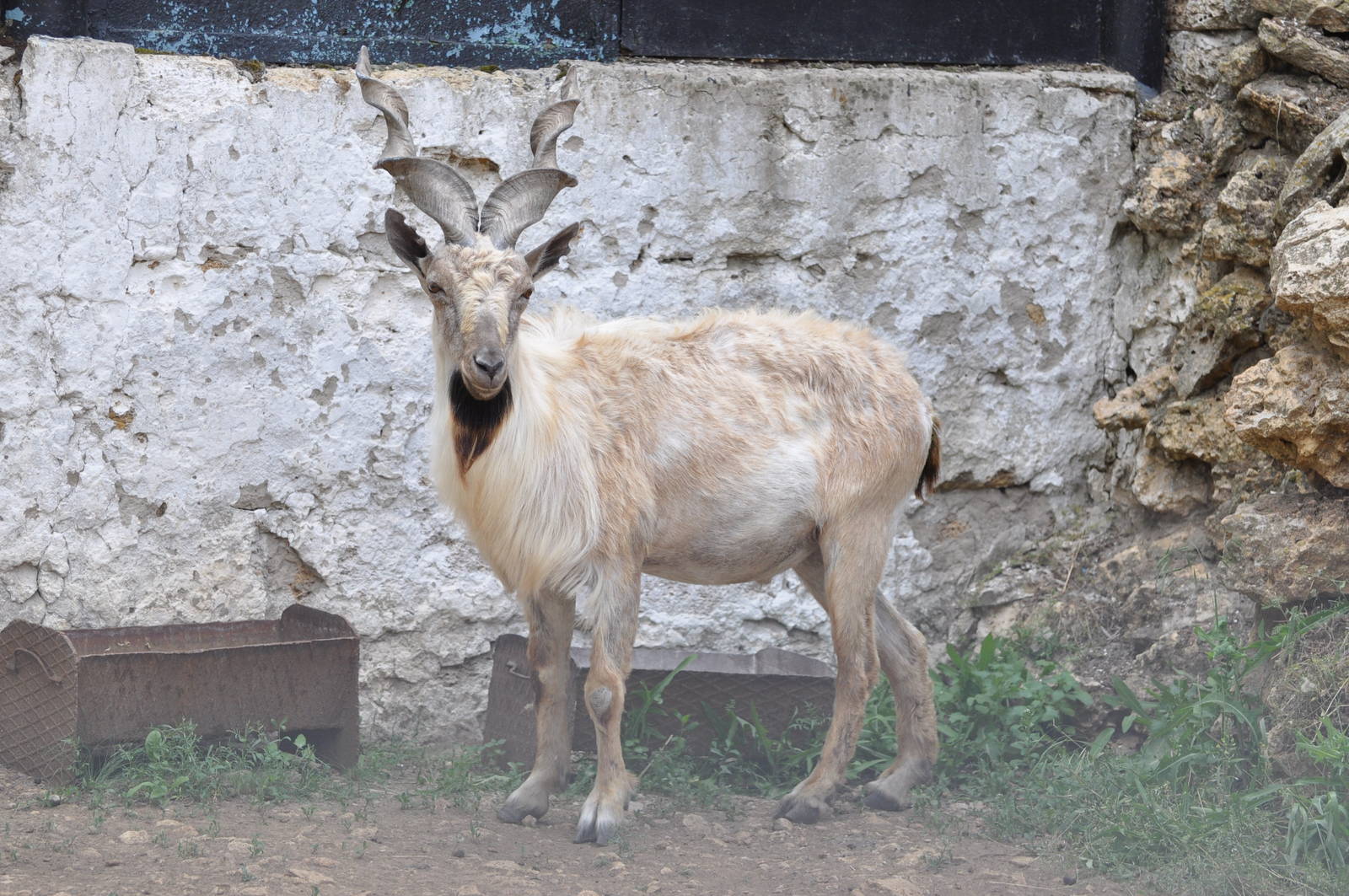Turkmenian markhor/ Capra falconeri heptneri