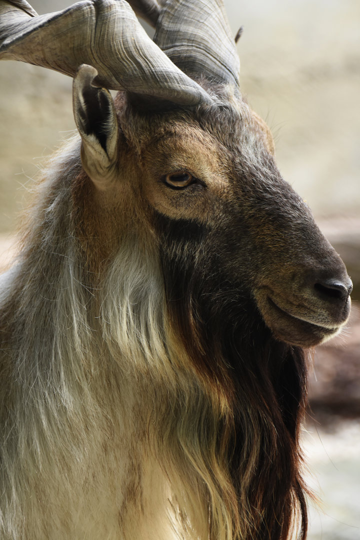 Turkmenian markhor (Capra falconeri)