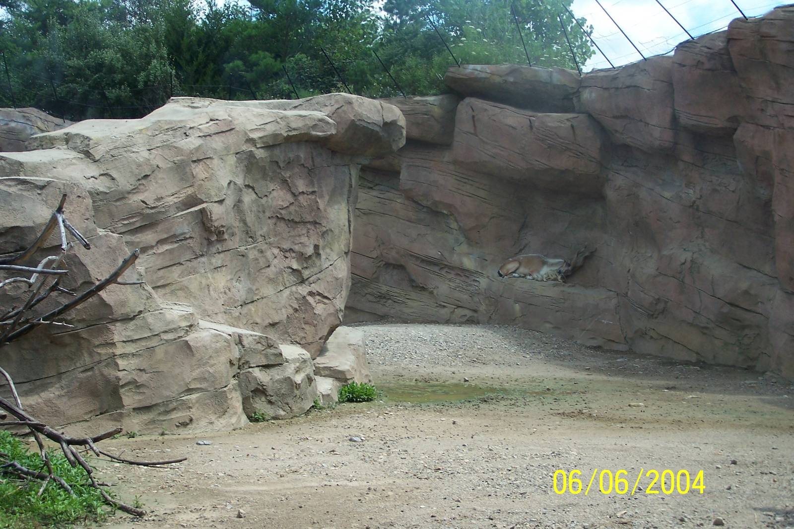 Turkmenian Markhor Exhibit ~ Asia Quest