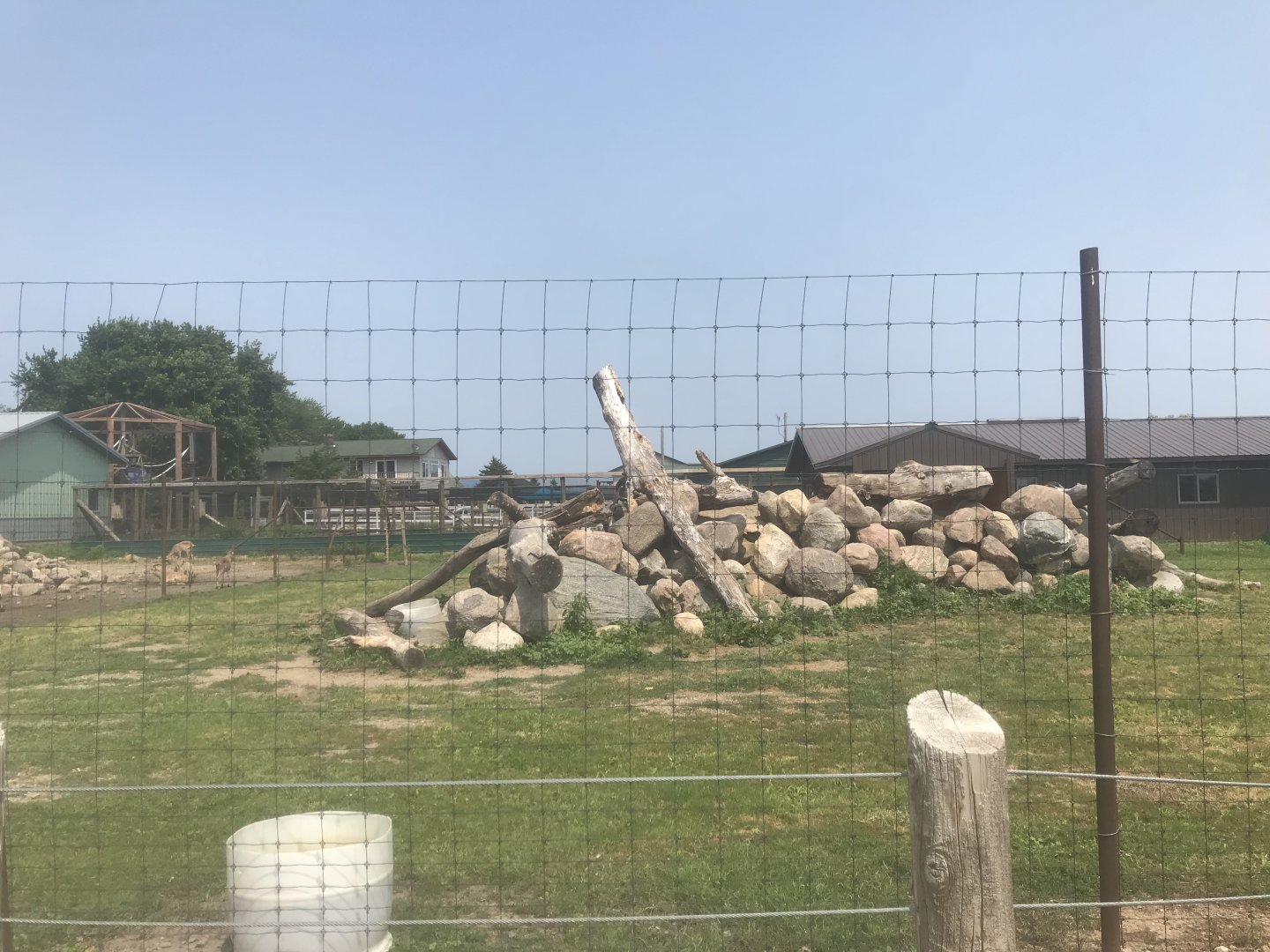 Turkmenian Markhor Exhibit