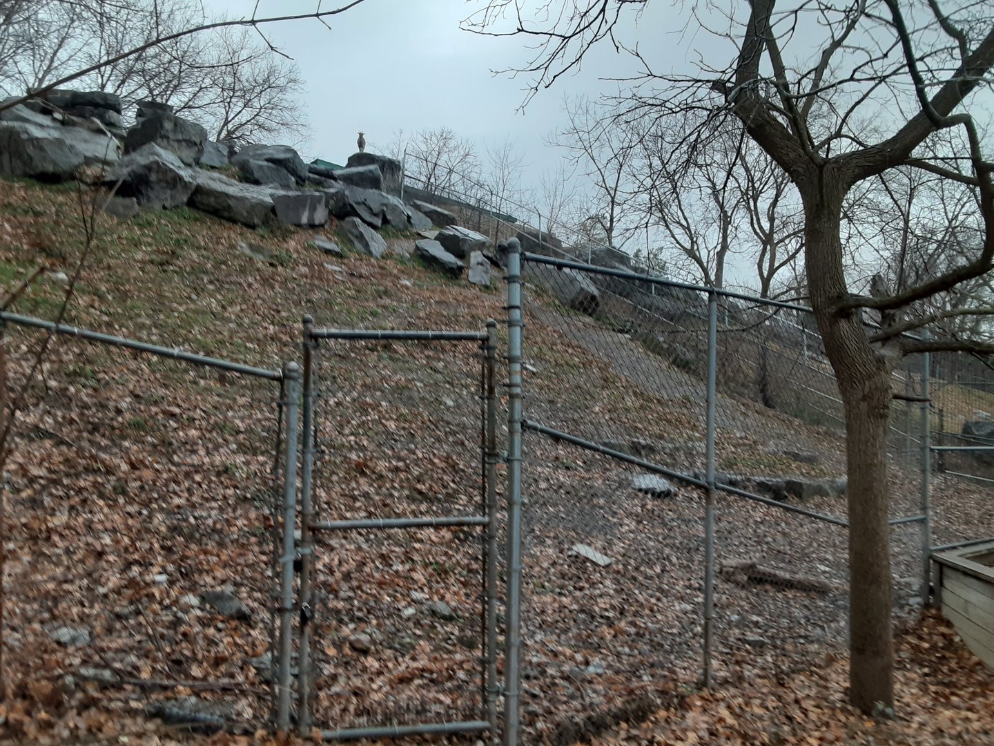 Turkmenian Markhor Exhibit