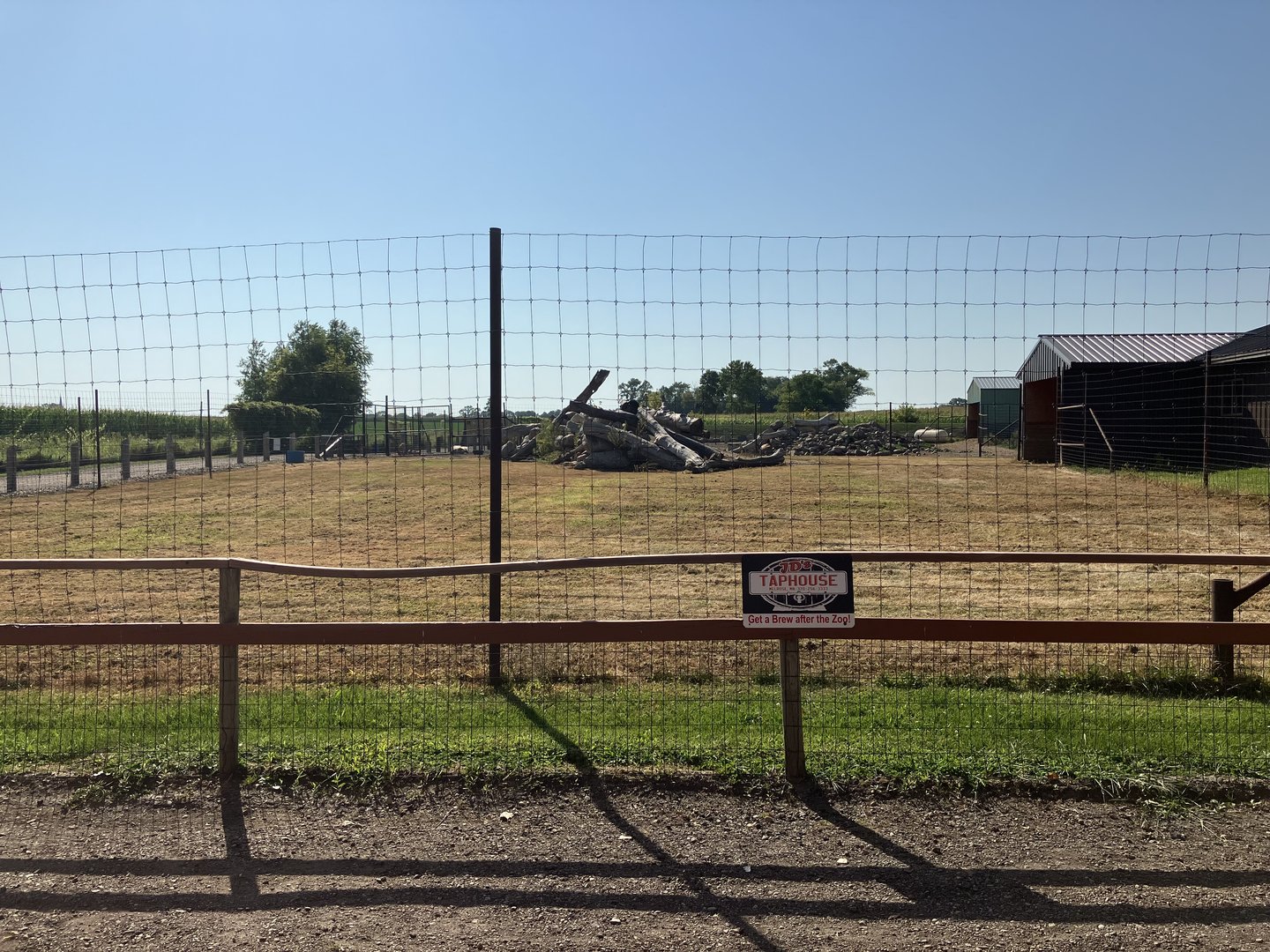 Turkmenian Markhor (?) Exhibit