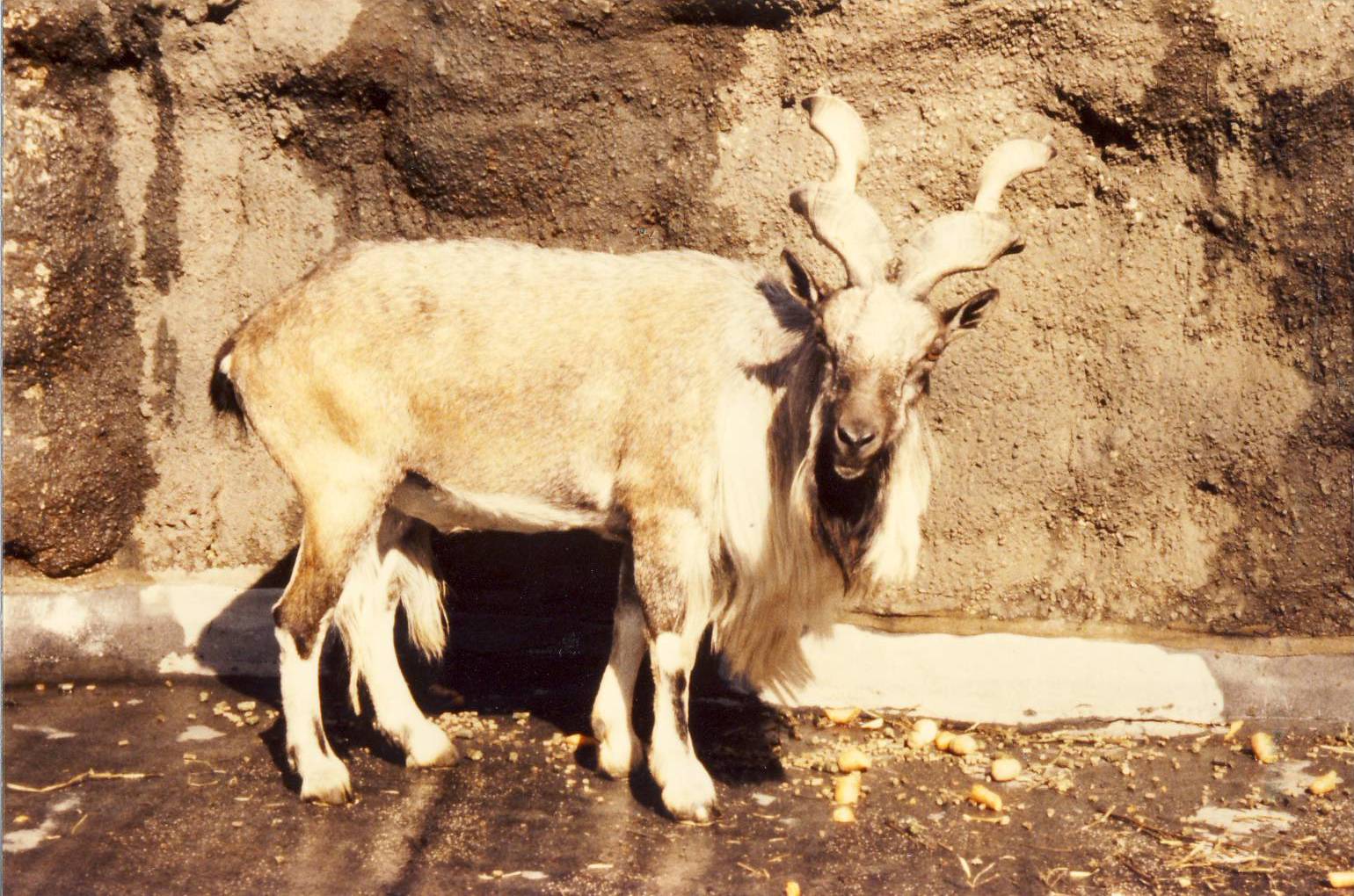 Turkmenian Markhor London Zoo 28 September 1985