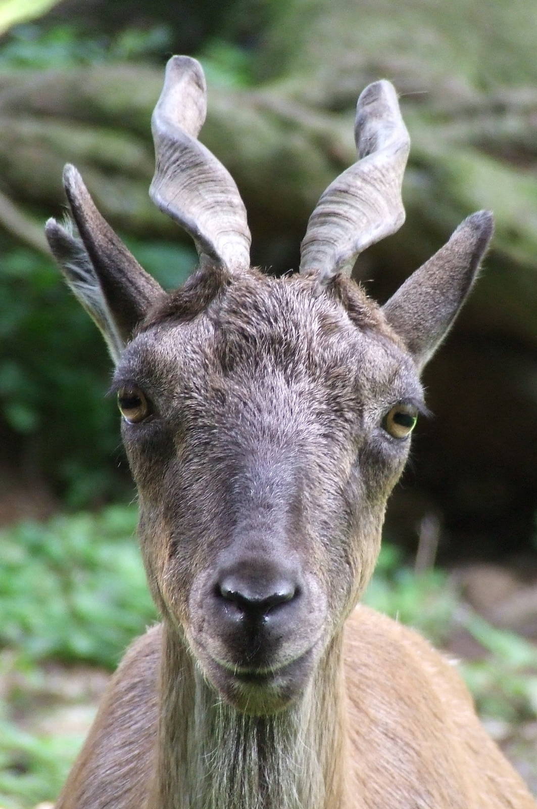 Turkmenian Markhor