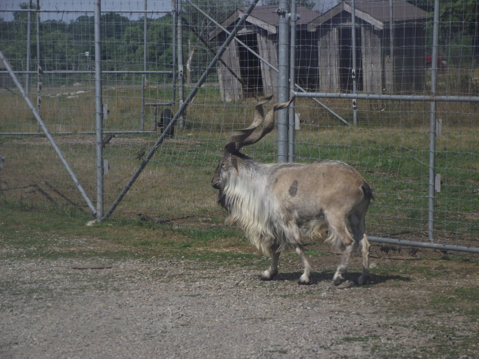 Turkmenian Markhor
