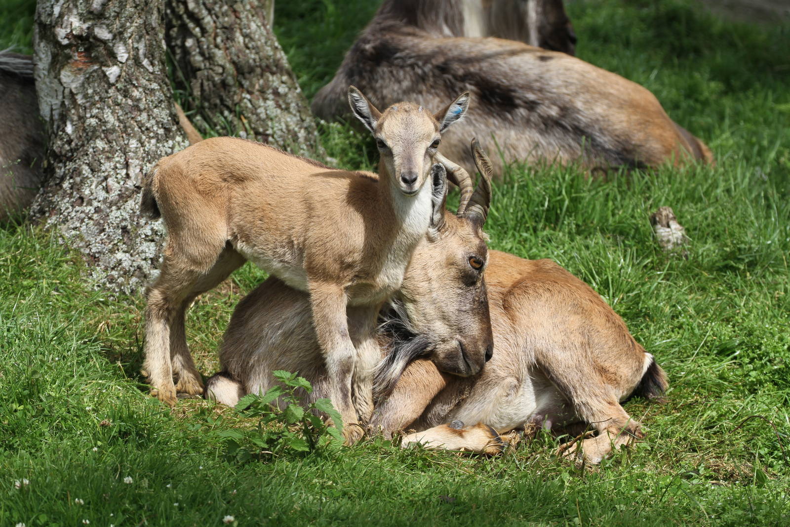 Turkmenian Markhor