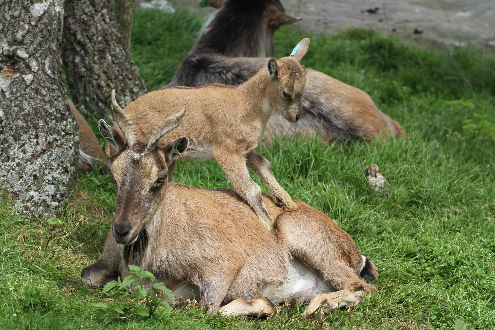 Turkmenian Markhor