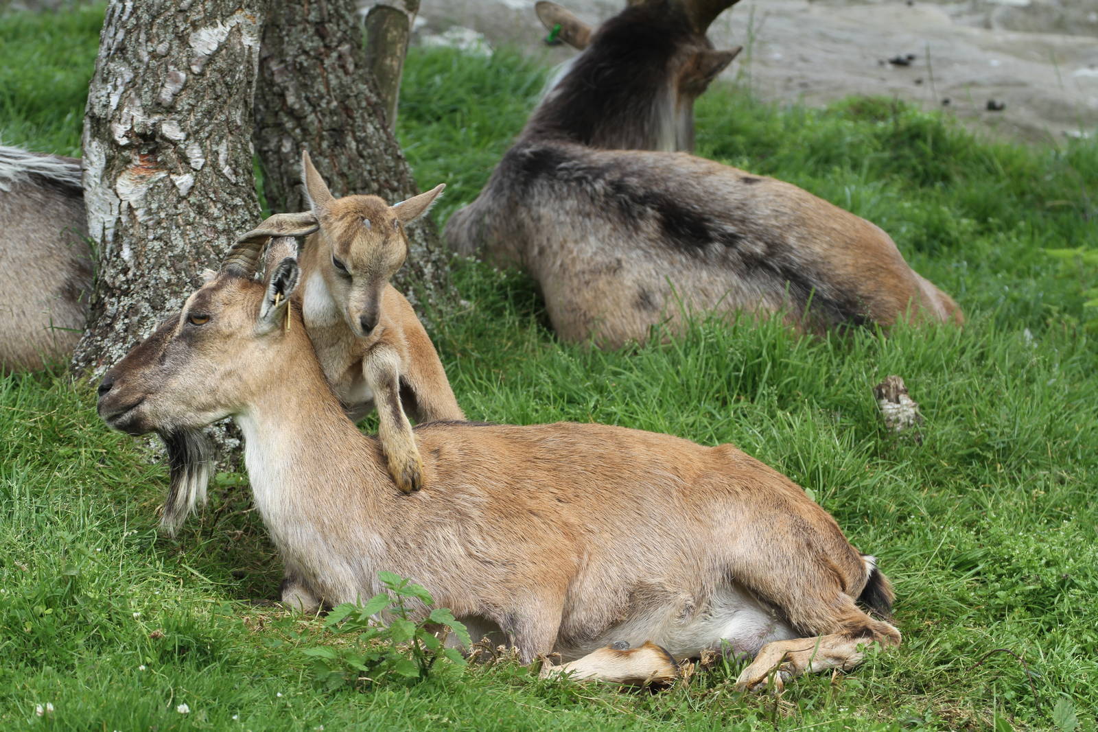 Turkmenian Markhor