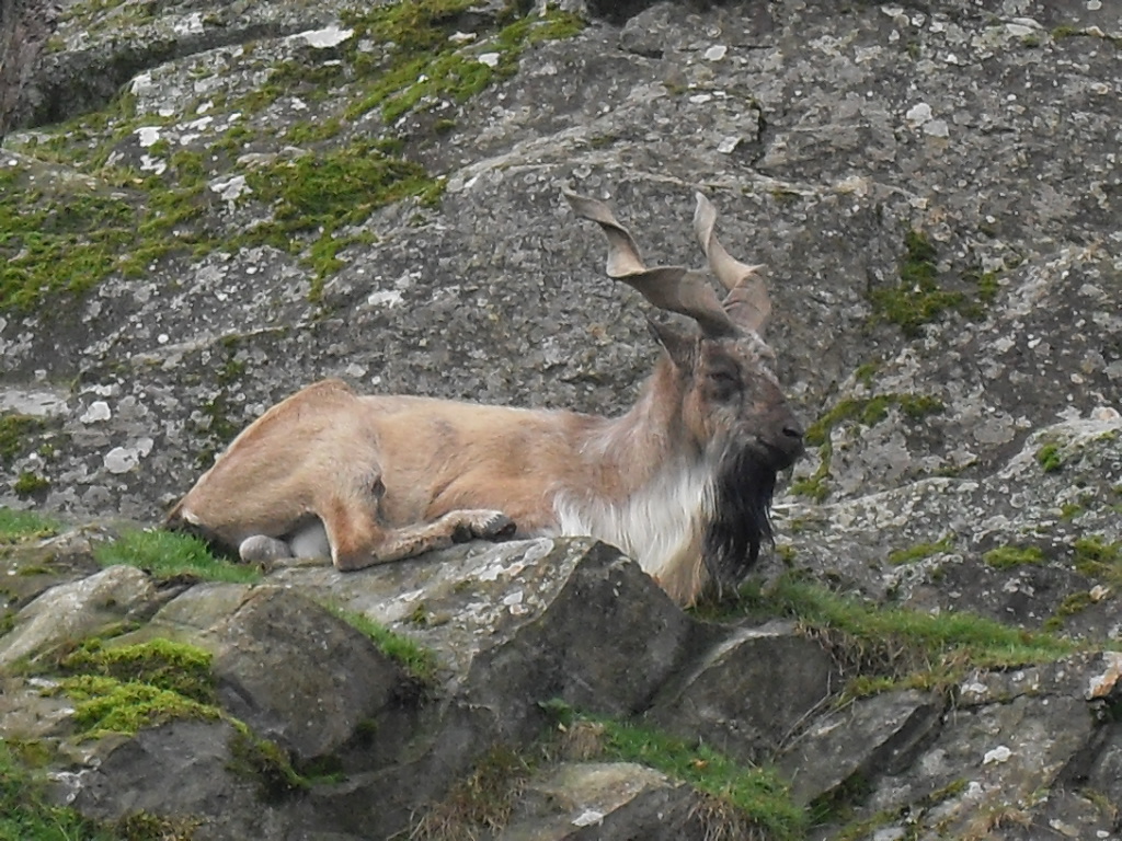Turkmenian markhor