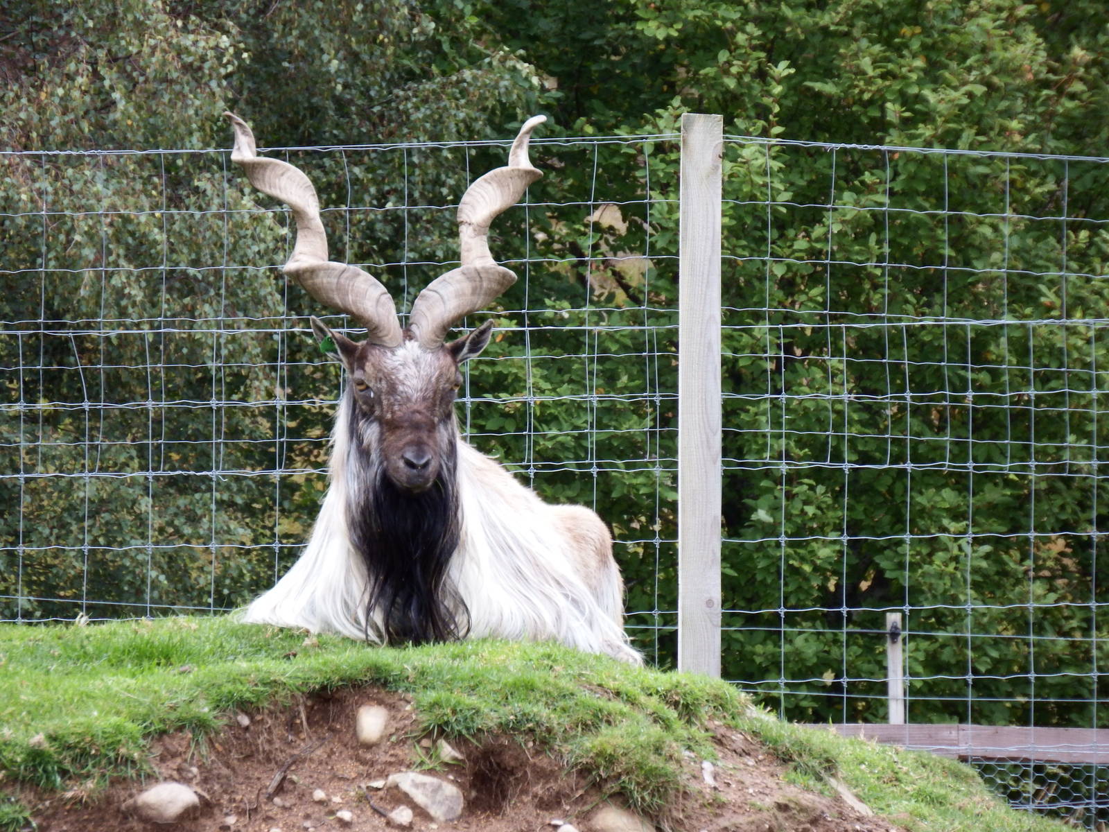 Turkmenian Markhor
