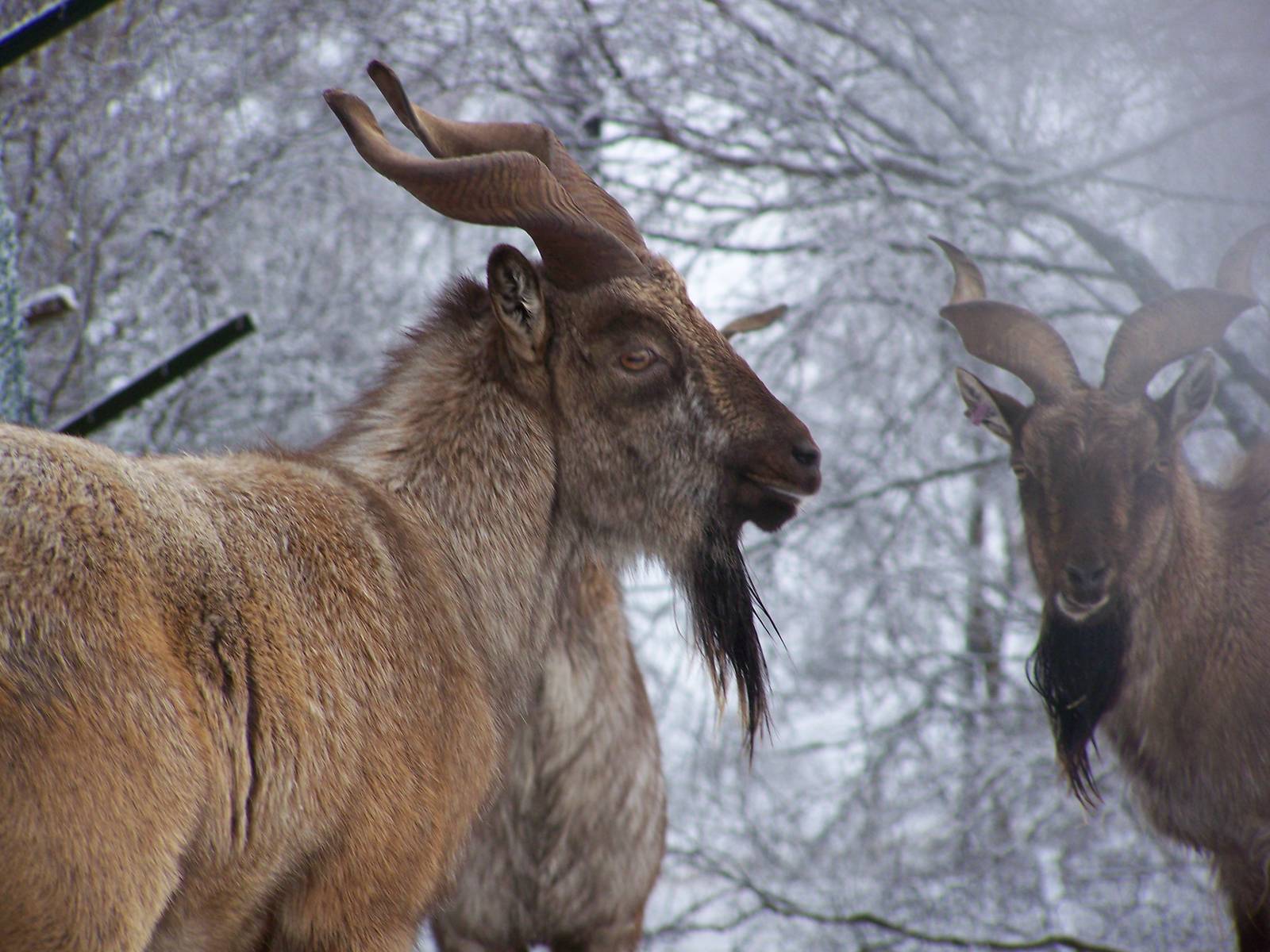 Turkmenian Markhor