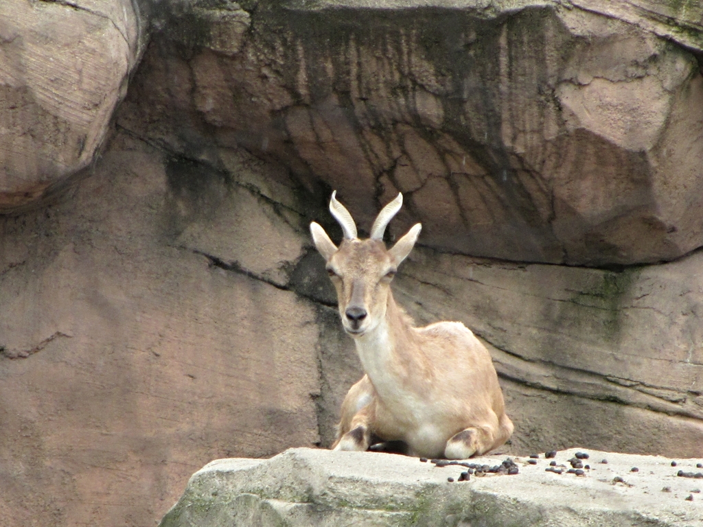 Turkmenian Markhor