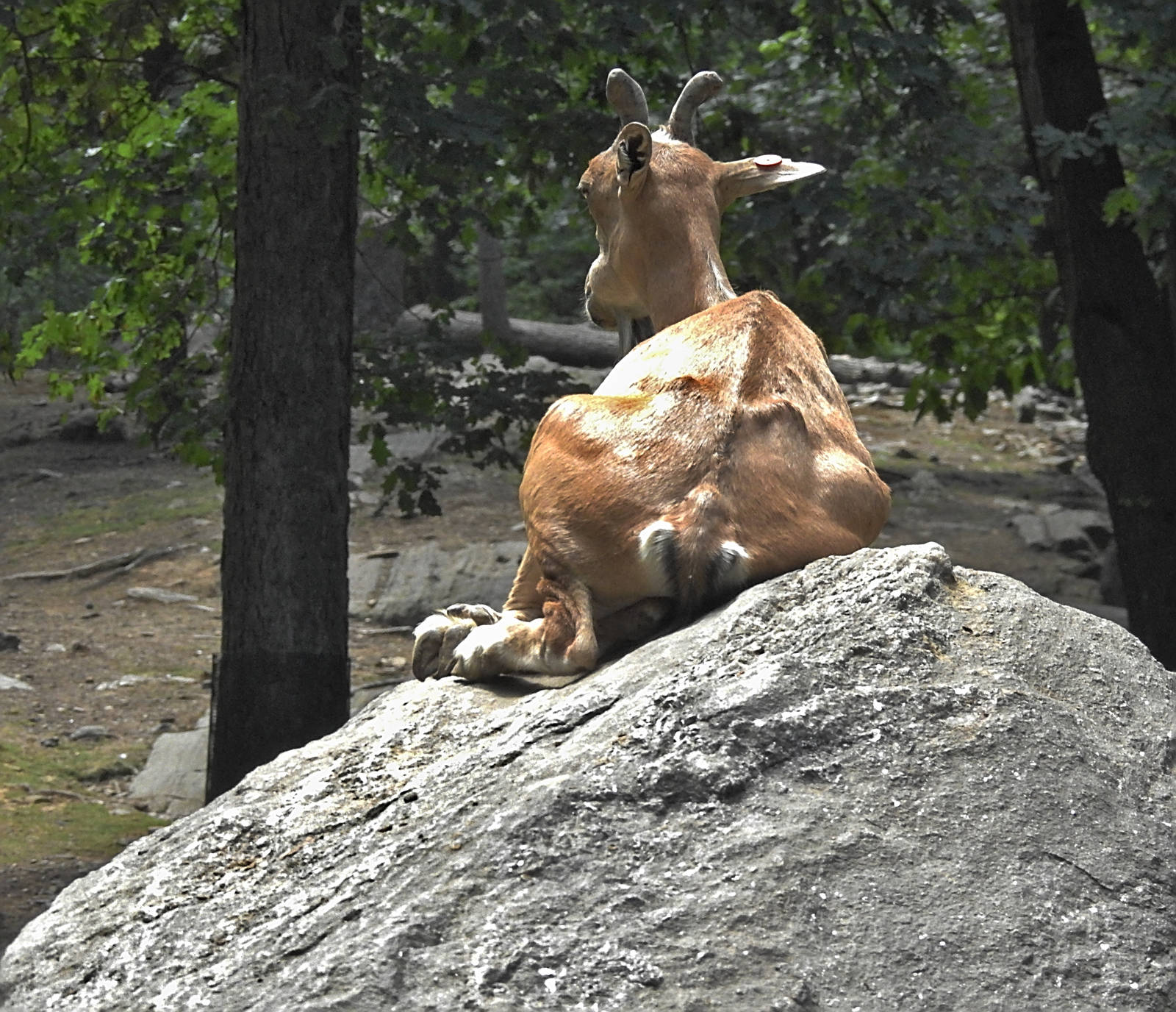 Turkmenian Markhor