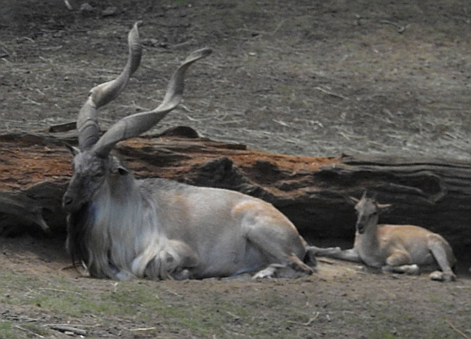 Turkmenian Markhor