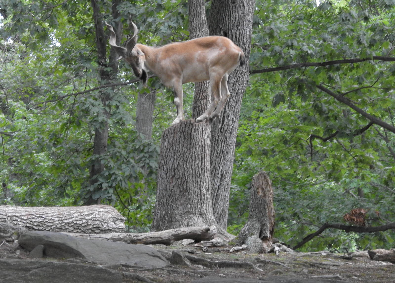 Turkmenian Markhor