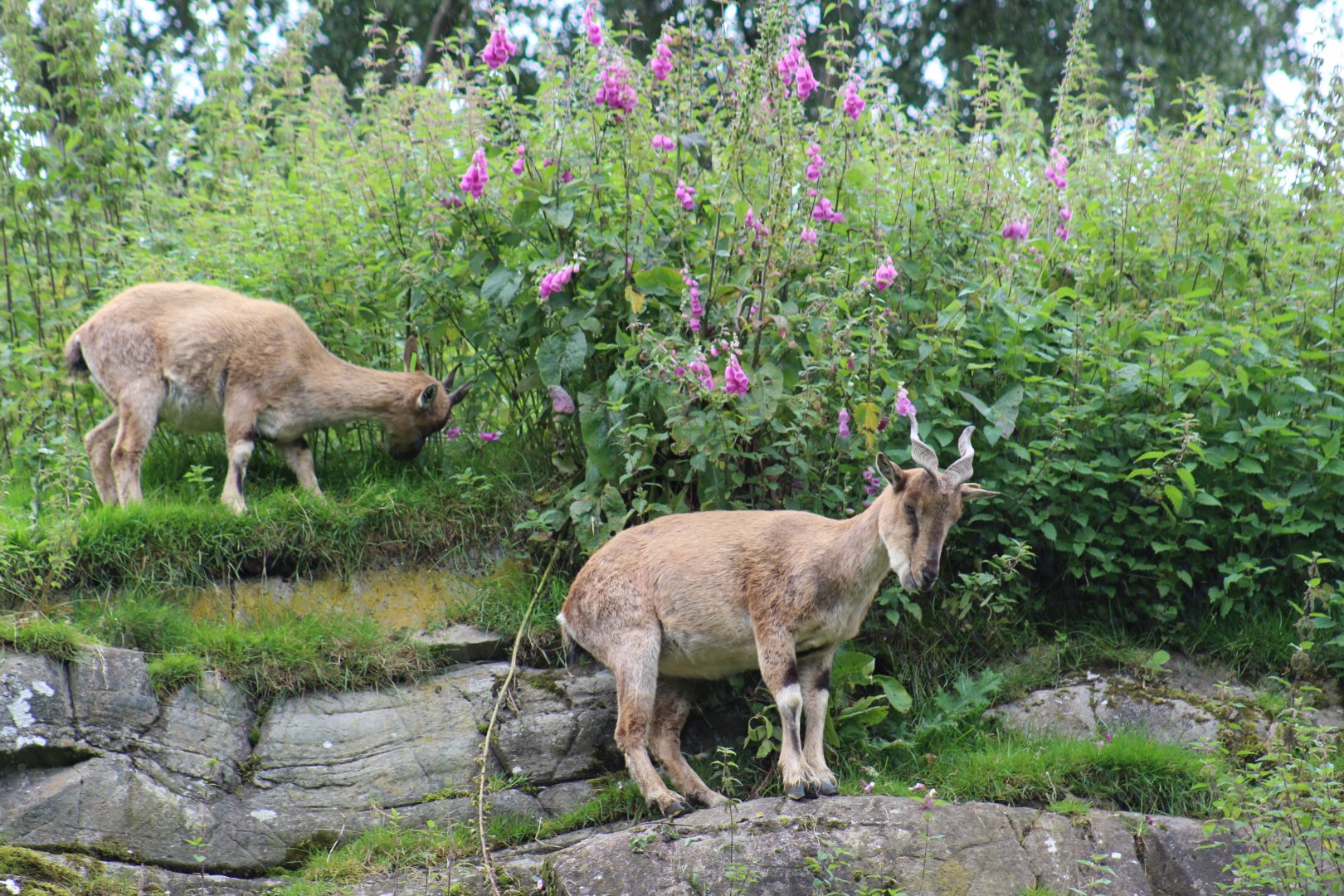 Turkmenian Markhor