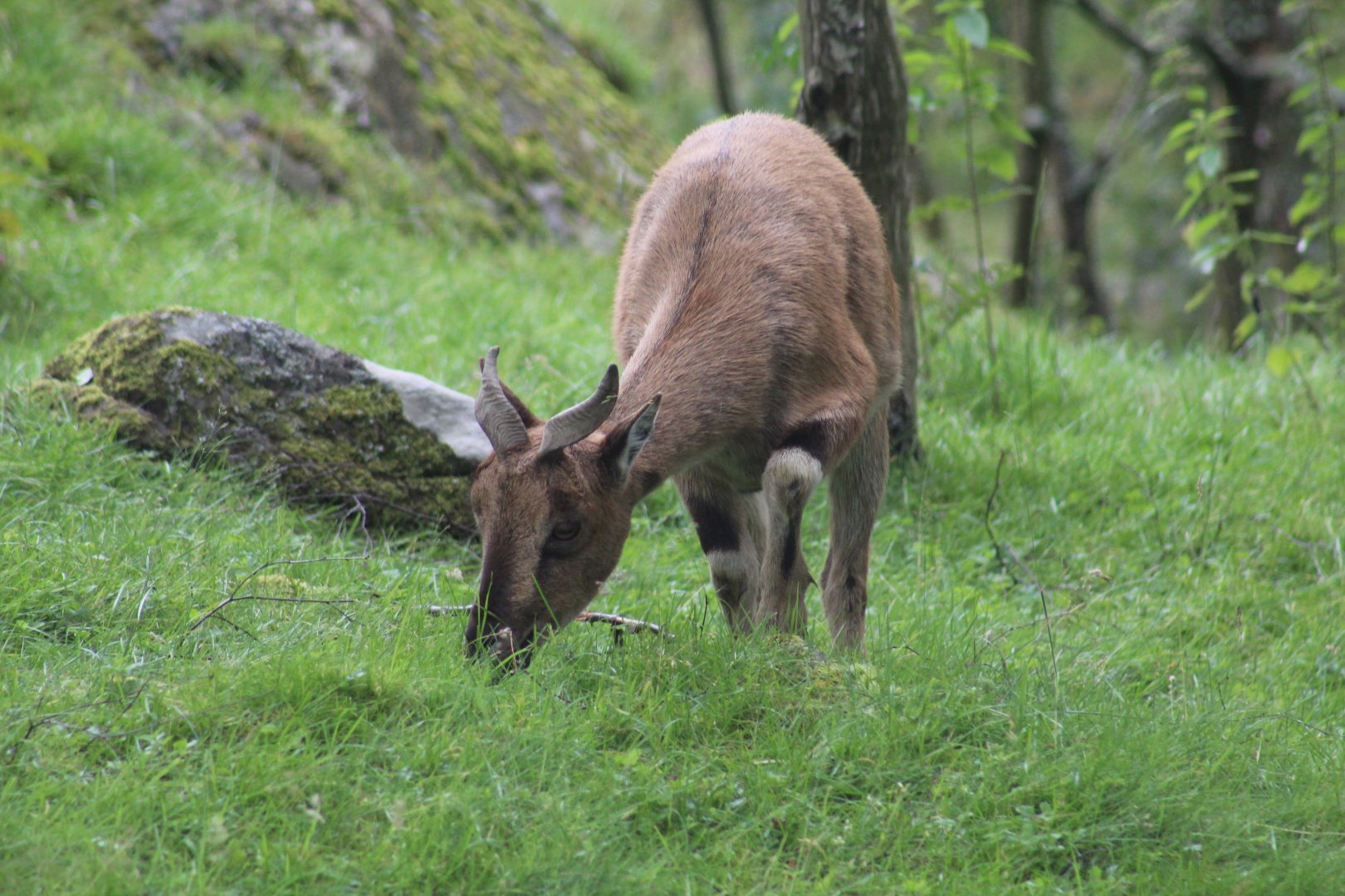 Turkmenian Markhor