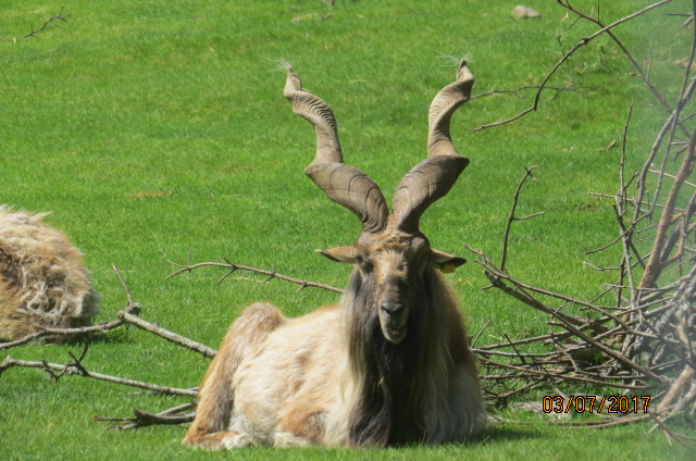 Turkmenian Markhor