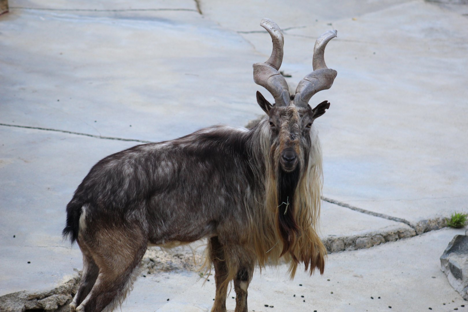 Turkmenian Markhor
