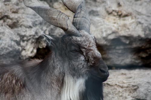 Turkmenian Markhor