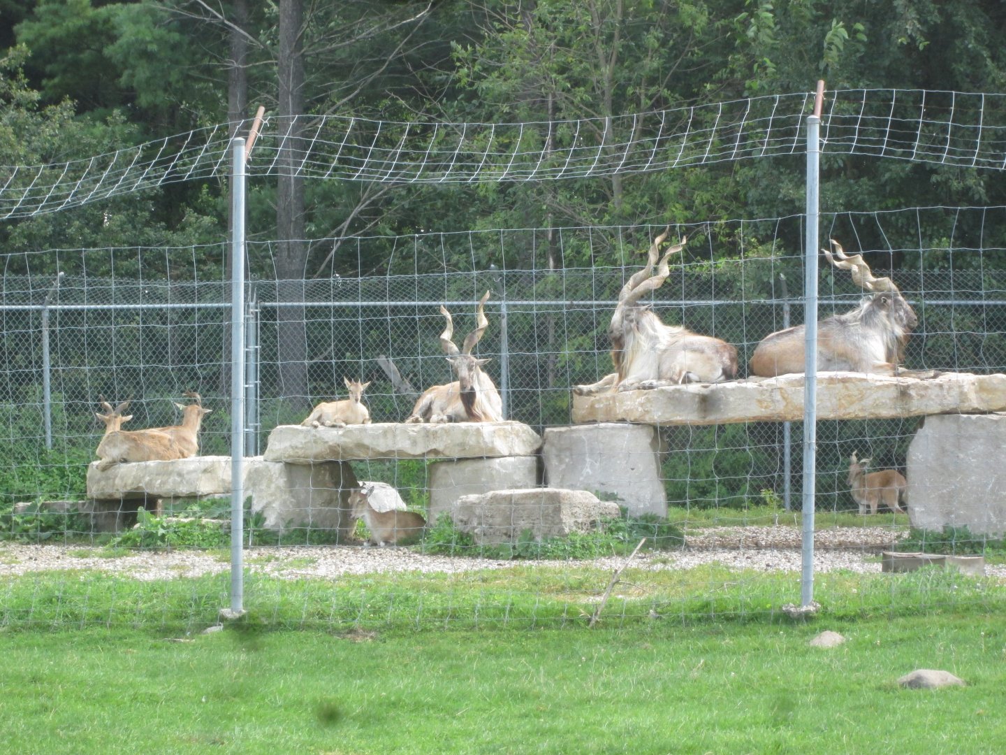 Turkmenian Markhor
