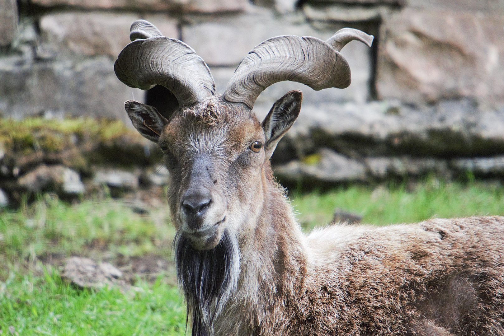 Turkmenian Markhor