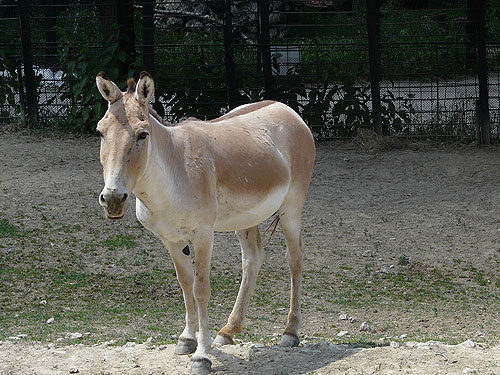 Turkmenian Wild Ass in Kishinev Zoo