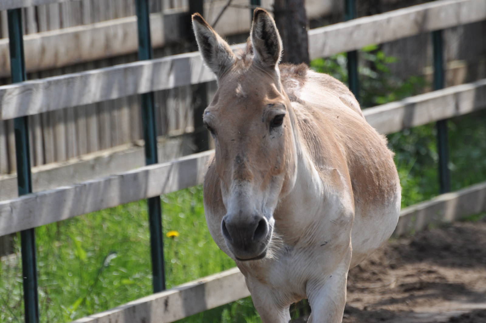 Turkmenian wild ass/kulan/ Equus hemionus kulan