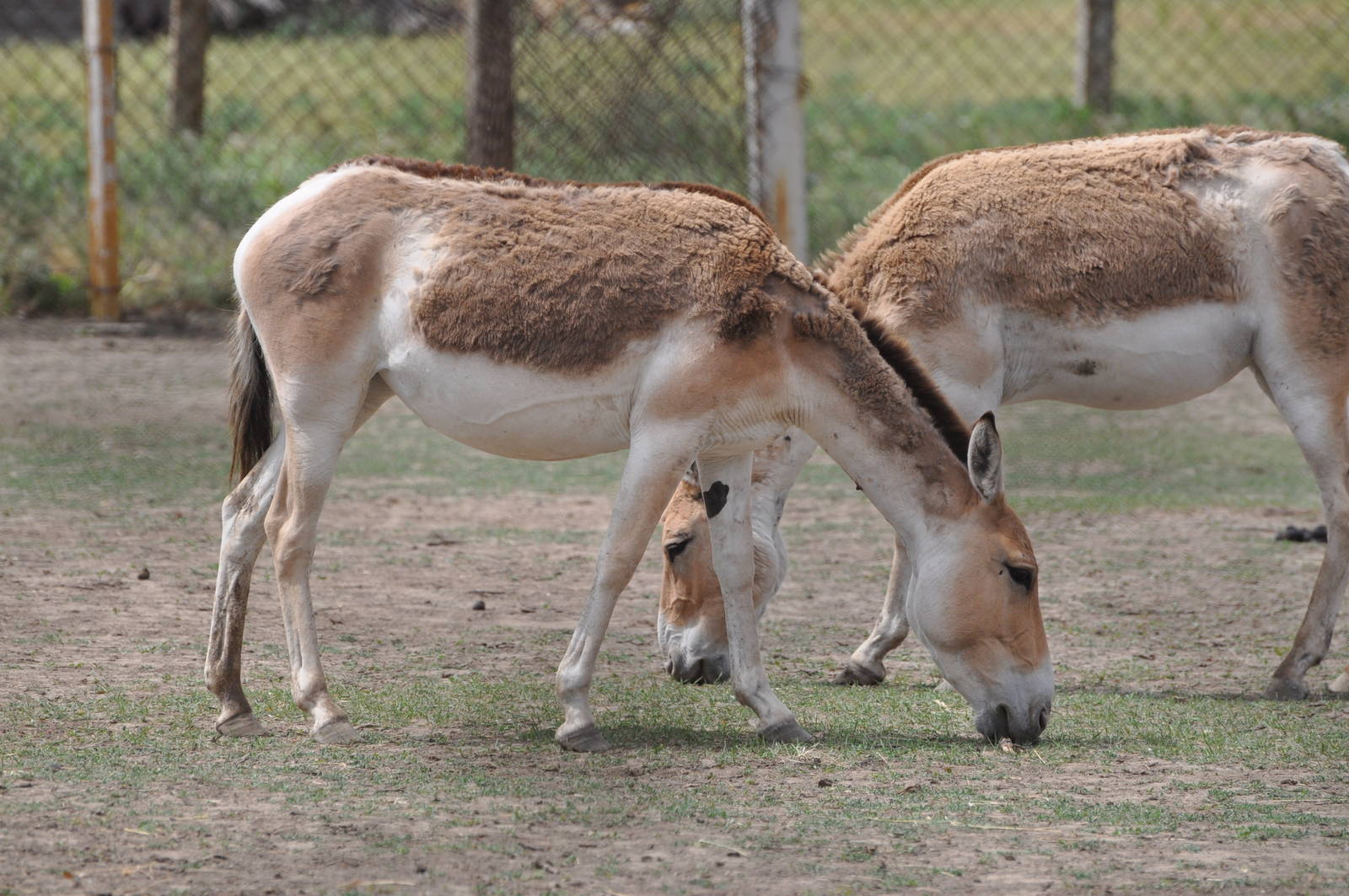 Turkmenian wild ass/kulan/ Equus hemionus kulan