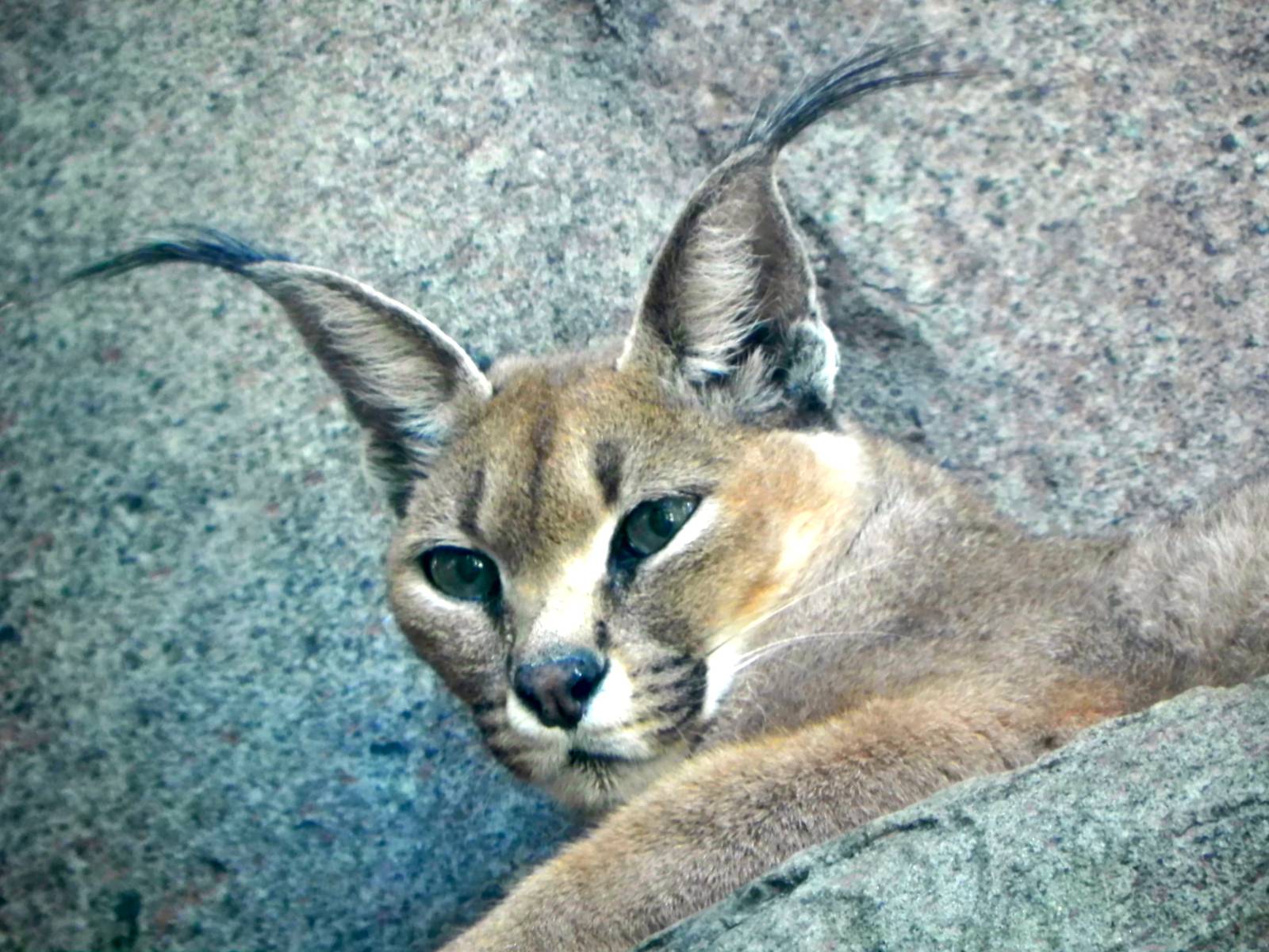 Turkmenistan Caracal