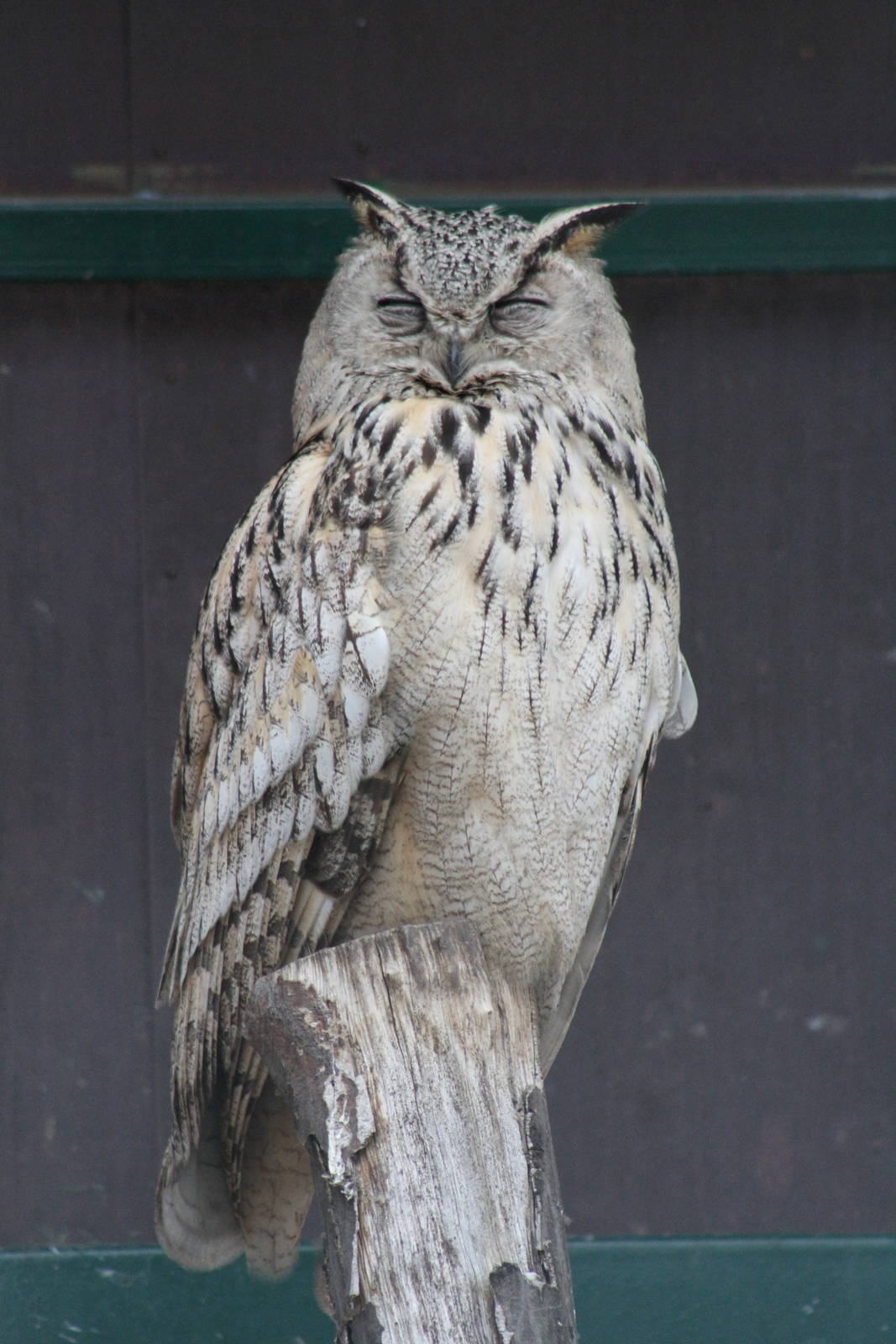 Turkmenistan Eagle-Owl (Bubo bubo omissus)