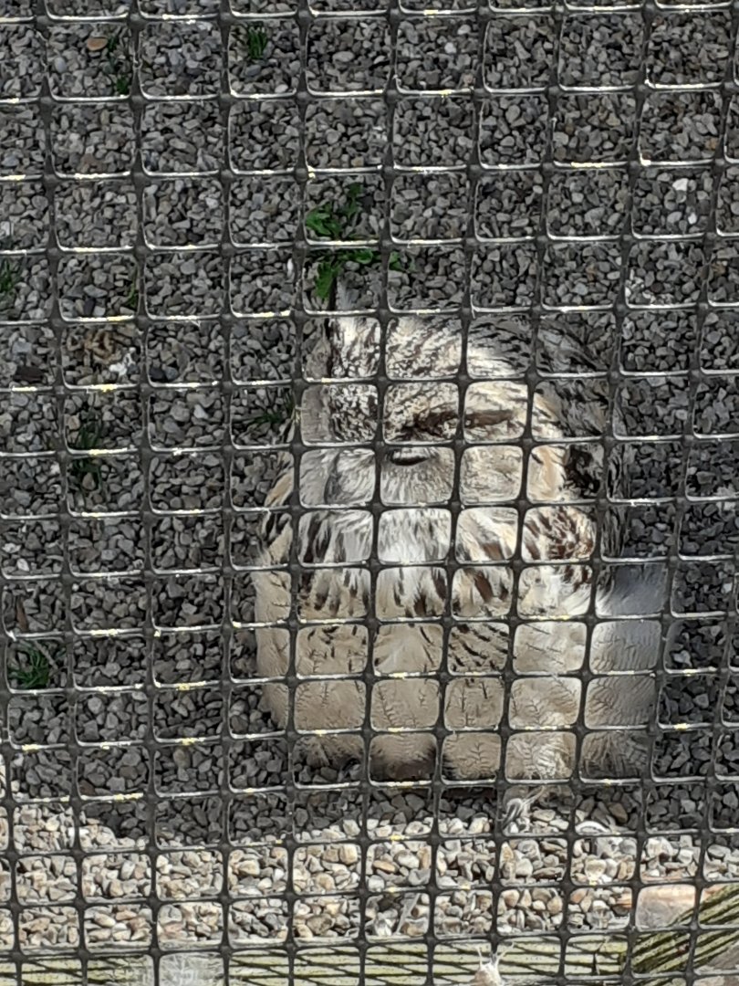 Turkmenistan eagle owl