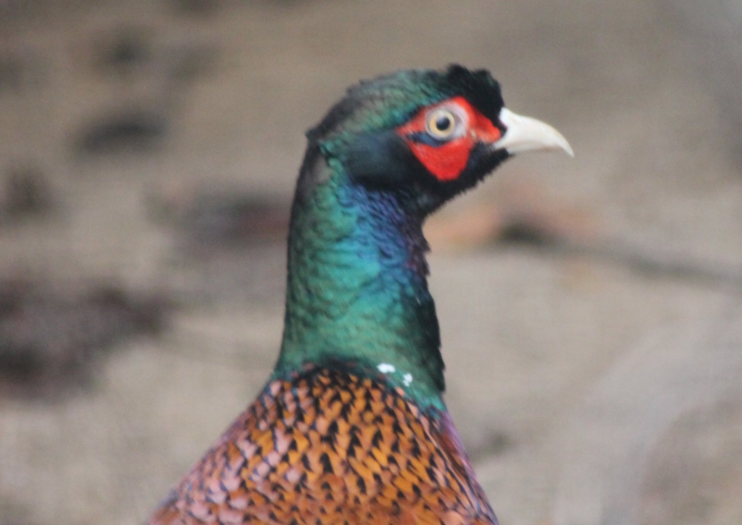 Turkmesian pheasant