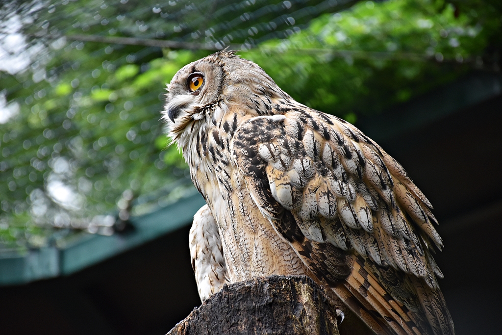 Turkoman Eagle-owl