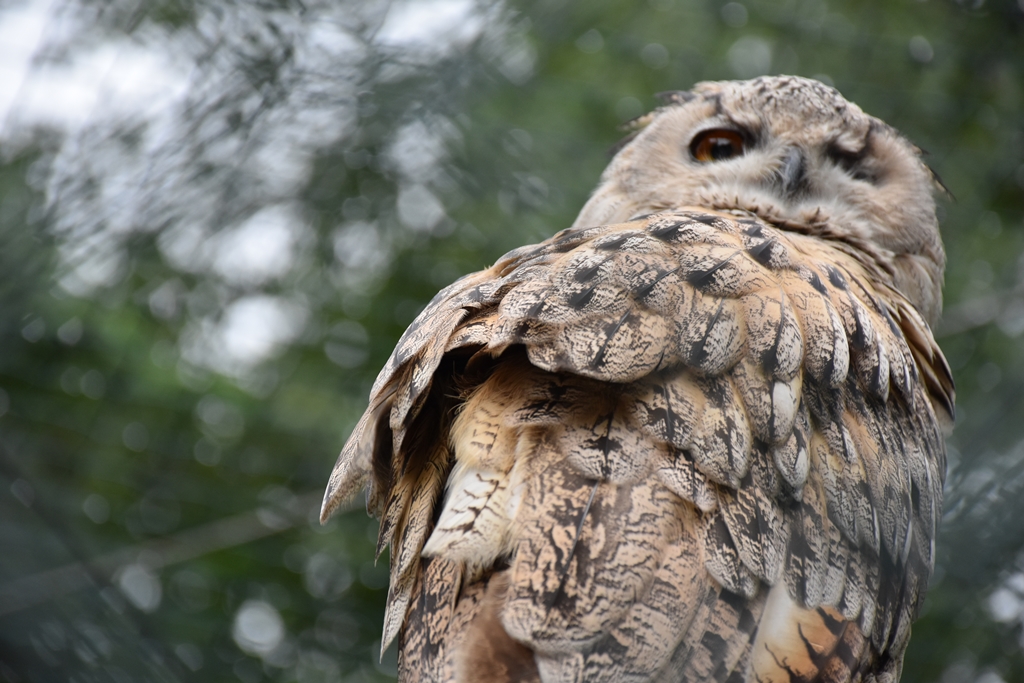 Turkoman Eagle-owl