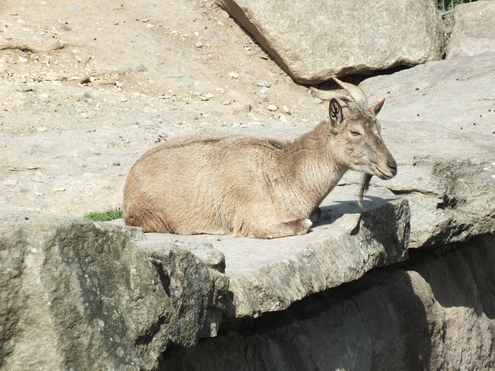 Turkomen Markhor (Capra falconeri heptneri) at Wilhelma - April 10th 2015