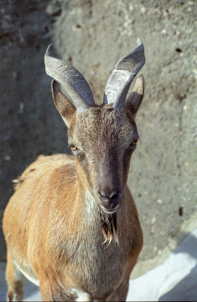 Turkomen markhor : London : 1983