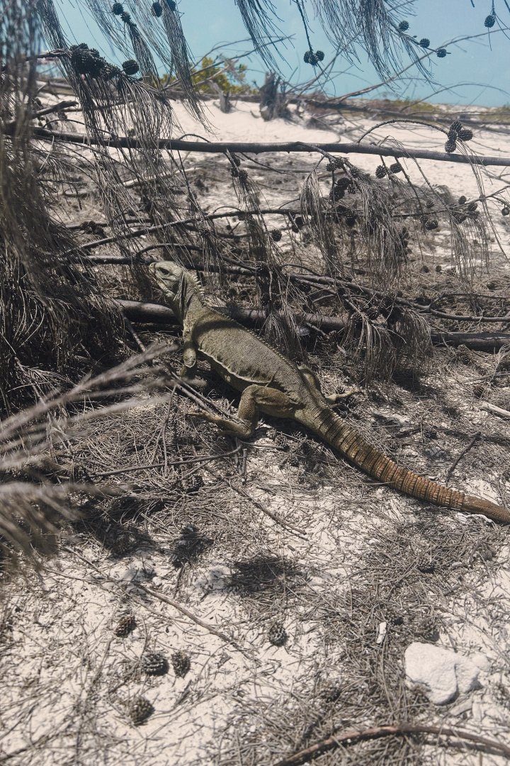 Turks and Caicos Rock Iguana (Cyclura carinata)