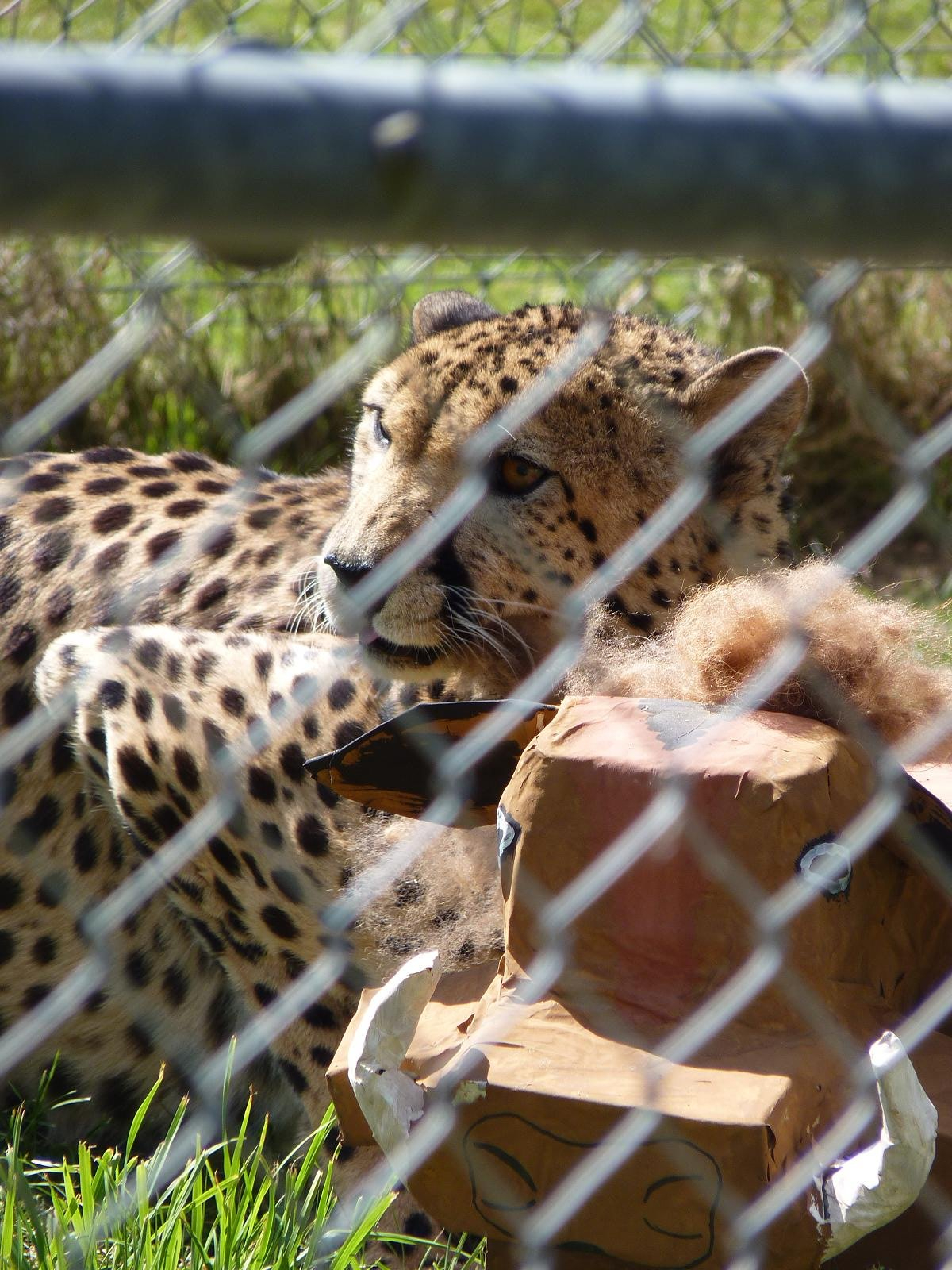 Turkus and his 'Prey'