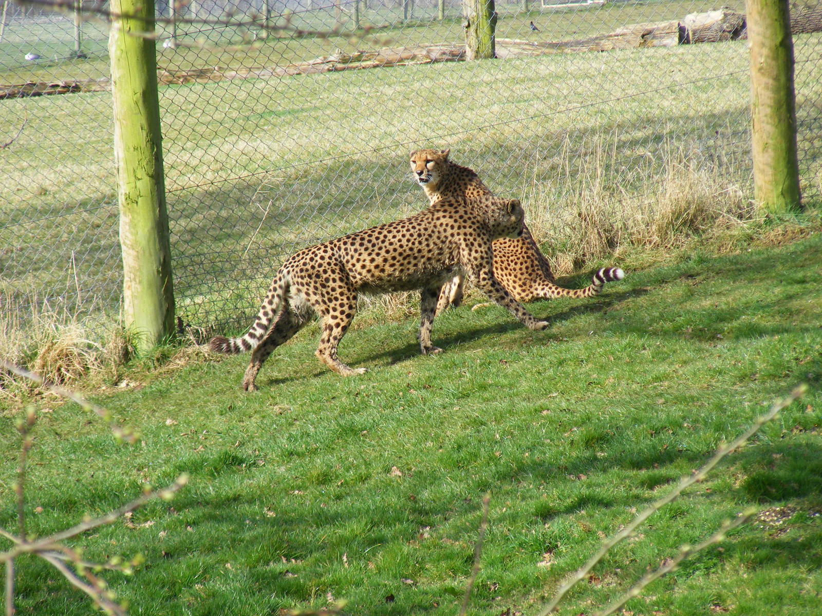 Turkus and Paka the Cheetahs at Marwell Zoo, 7 March 2009