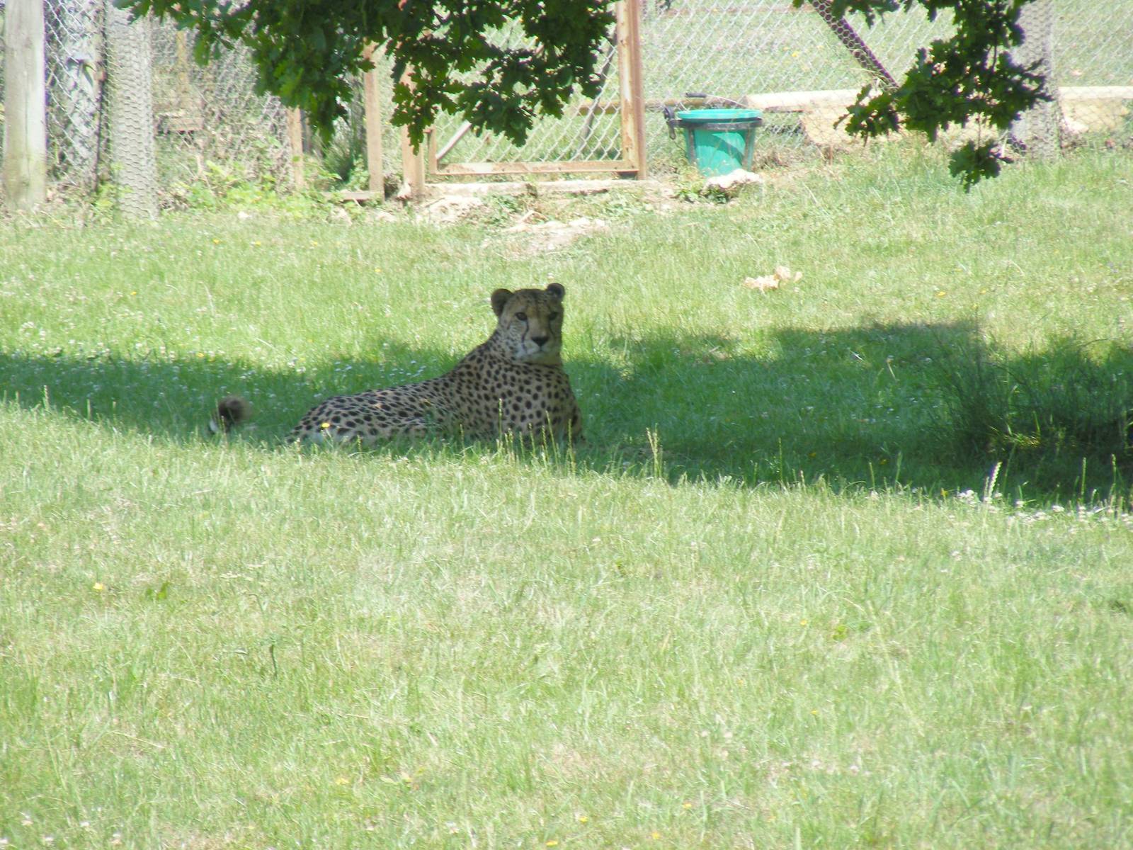 Turkus the cheetah at Marwell Wildlife, 27 June 2010